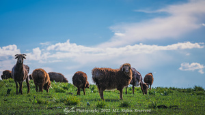 羊群或山羊在绿草如茵的牧场上吃草的草原上吃草的羊群或山羊群