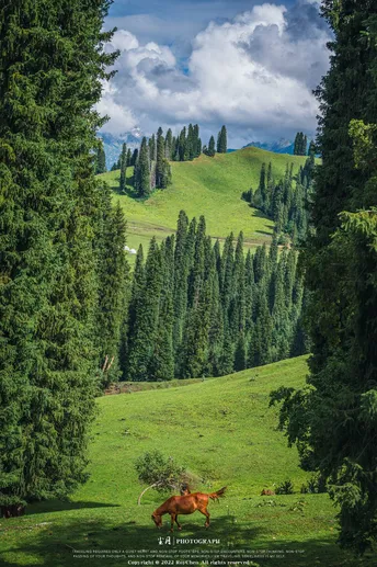 背景是树木和山脉的大型绿地海报