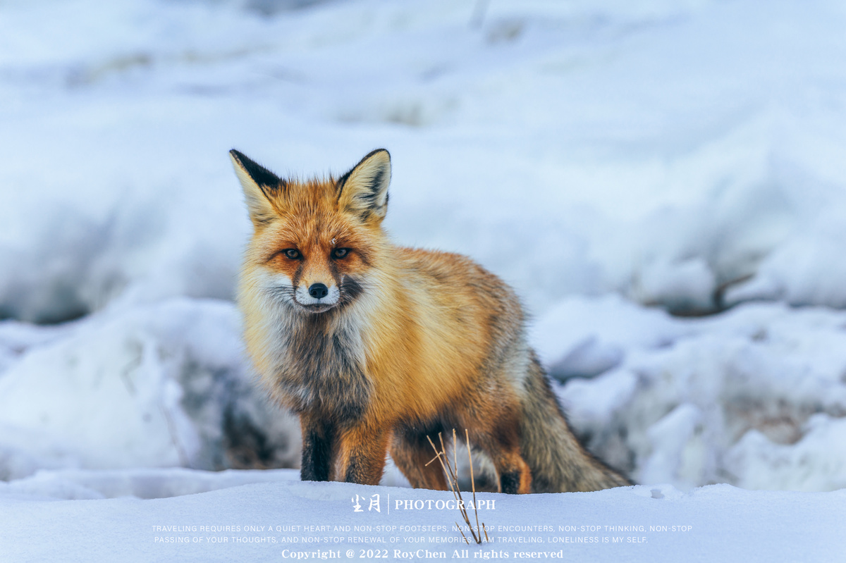一只红狐狸站在雪地里