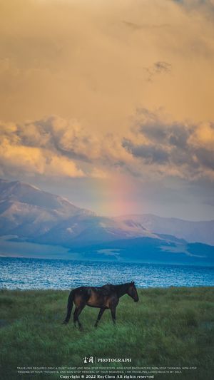 一匹马在田野上 天空中彩虹 背景是山脉。