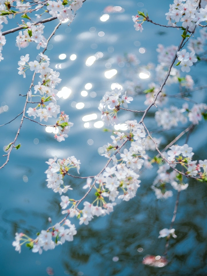 春和景明樱花开