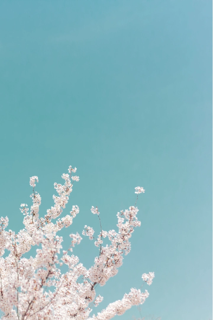 樱花祭