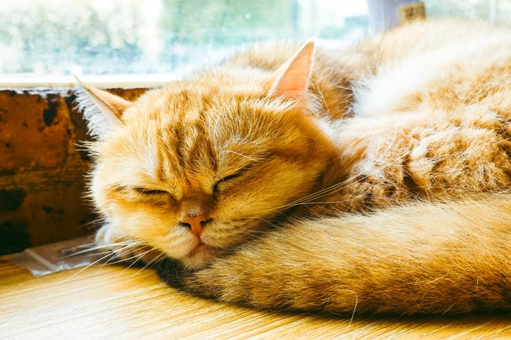 猫猫睡觉