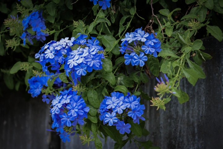 蓝花丹