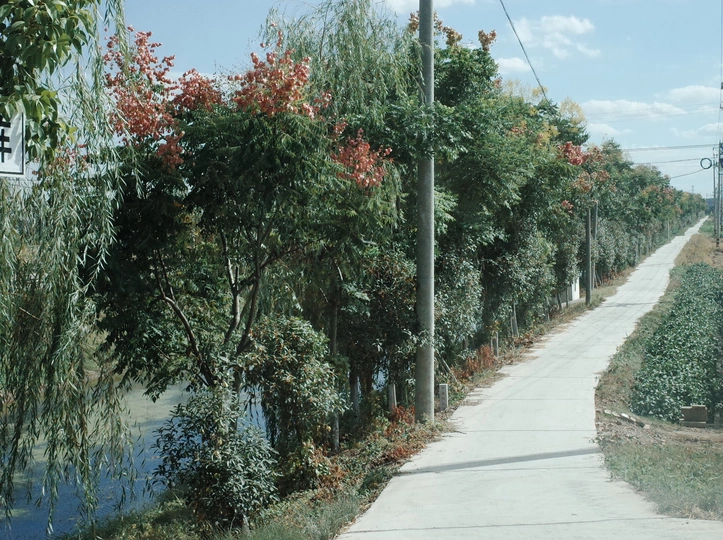 河边有小路的街道