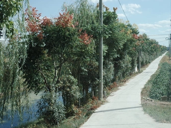 河边有小路的街道