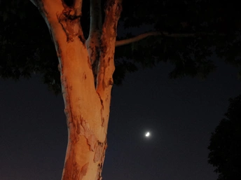 满月在夜空中照耀着一棵树