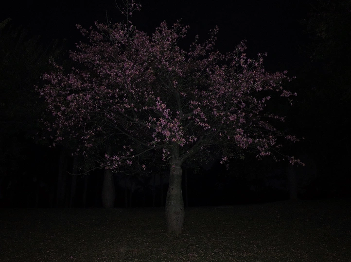 粉红色消防栓站在紫树旁边