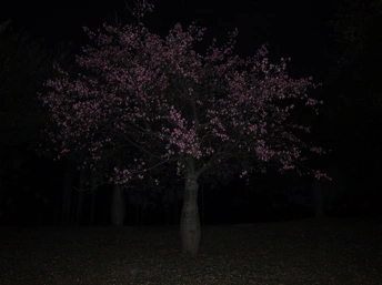 粉红色消防栓站在紫树旁边