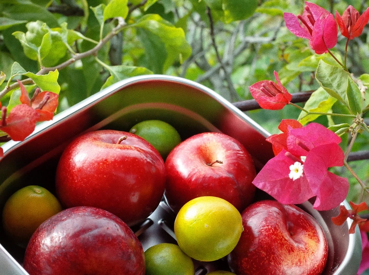一碗红苹果旁边有一些花在树上