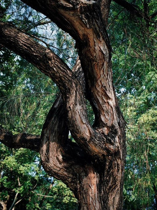 一棵有长椅在其下的老树