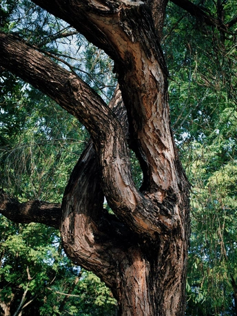 一棵有长椅在其下的老树