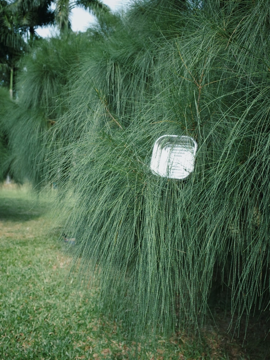 院子里有一棵带灯的绿色植物