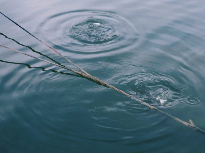 水坑里的一滴水 草丛中游动的鱼