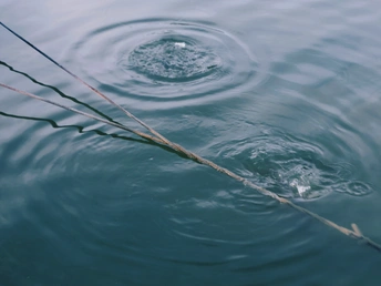 水坑里的一滴水 草丛中游动的鱼