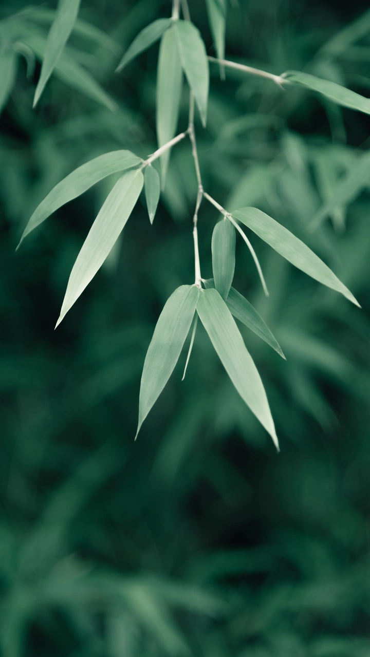 暗调·绿植