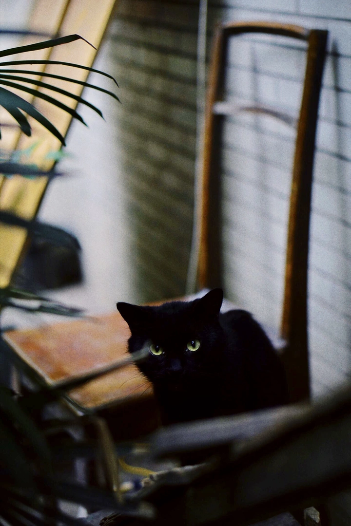 黑猫警长