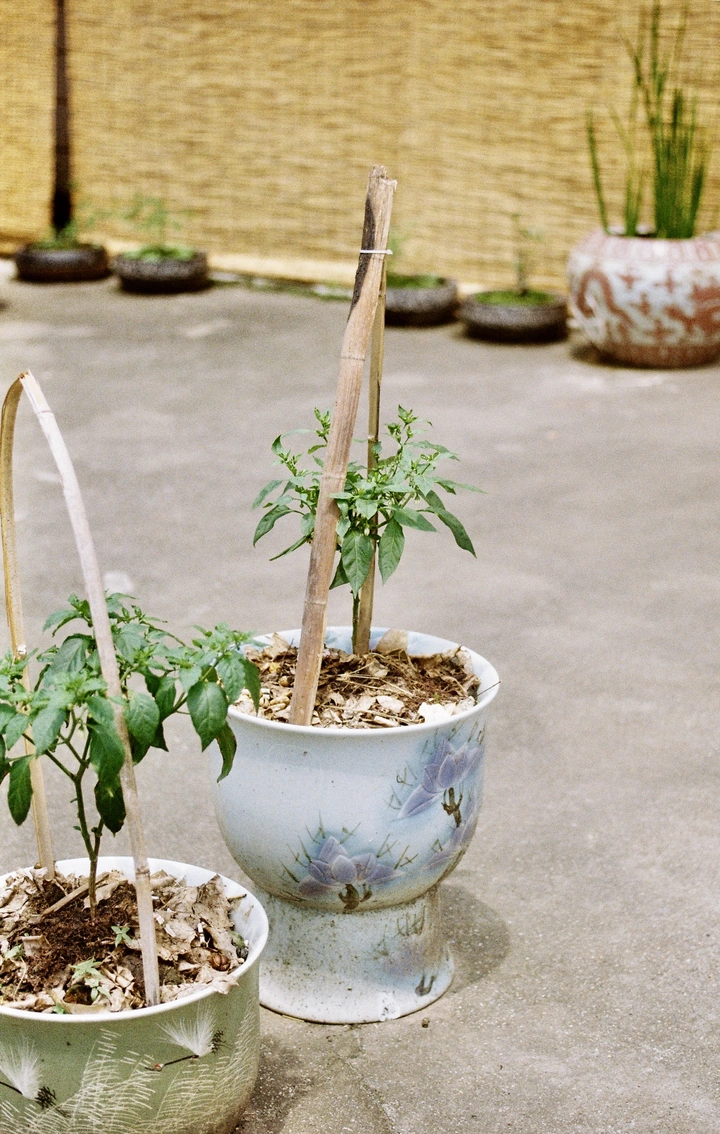 两盆花