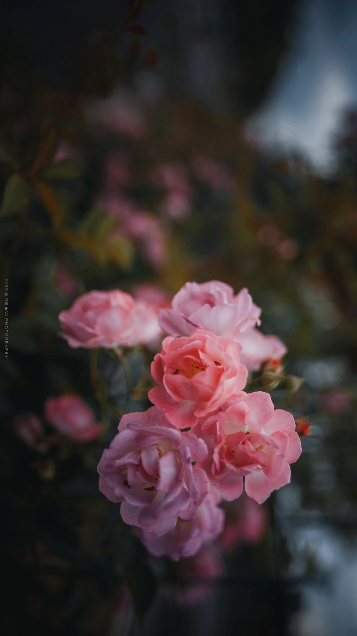 春花烂漫