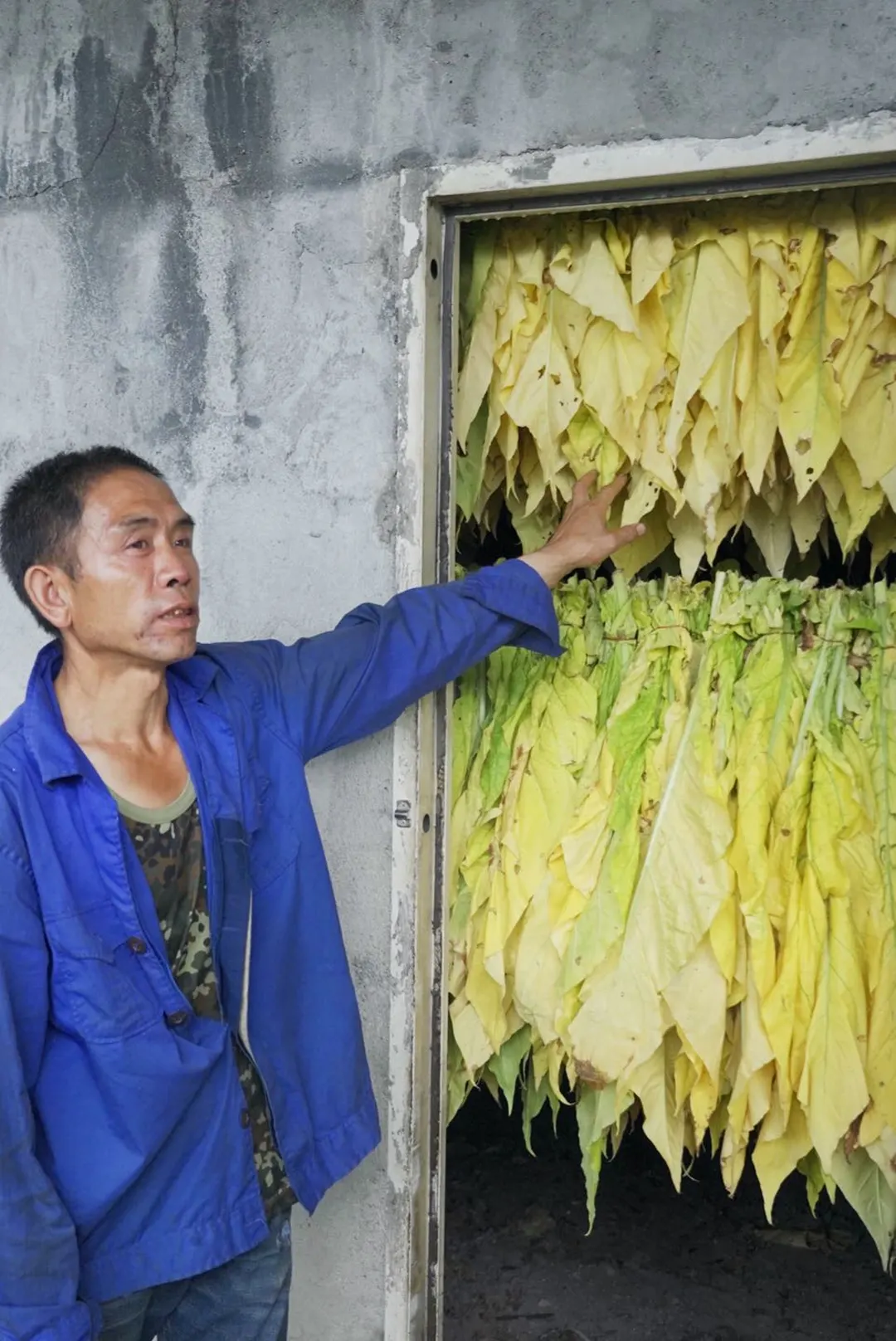 站在一堵墙前 墙上挂着一大堆落叶。