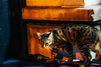 一只猫在火炉前拖着一只箱子走