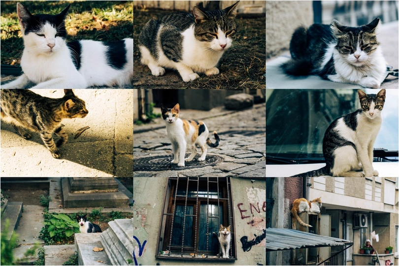 一幅照片集 其中包括许多猫坐在长凳上的照片