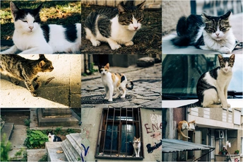 一幅照片集 其中包括许多猫坐在长凳上的照片