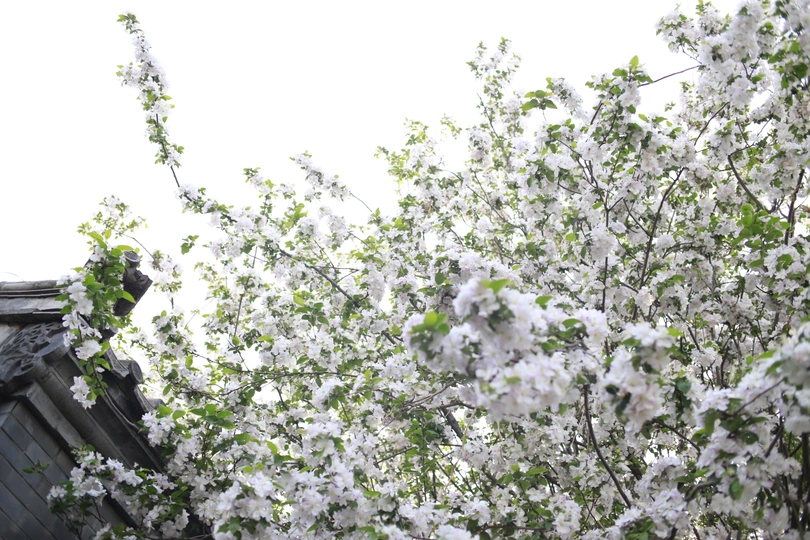门前有一棵开白花的树