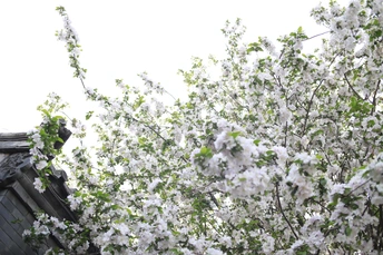 门前有一棵开白花的树