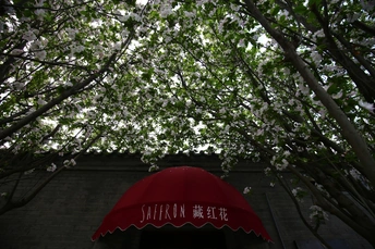 一把红伞在树下