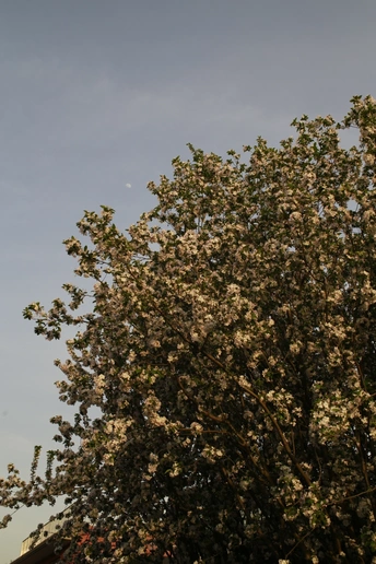 一棵开花的树 对着蔚蓝的天空