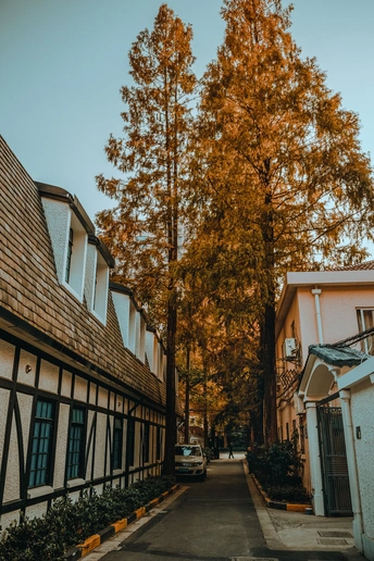 一条街道 两边是房子和高大的树木