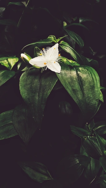 植物上白色花朵的特写