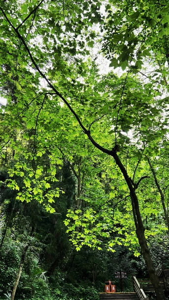 绿色森林中的一条小路 有木台阶、长凳和一些树