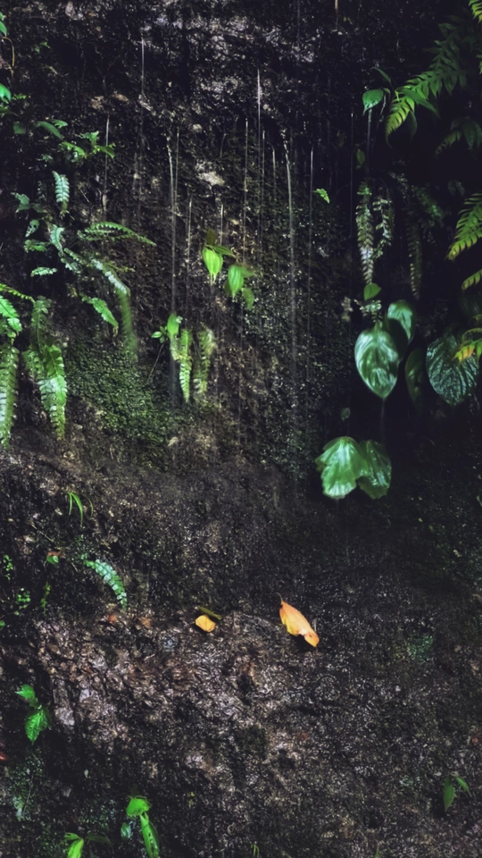 丛林中长满蕨类植物的瀑布