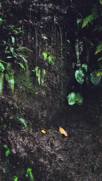 丛林中长满蕨类植物的瀑布