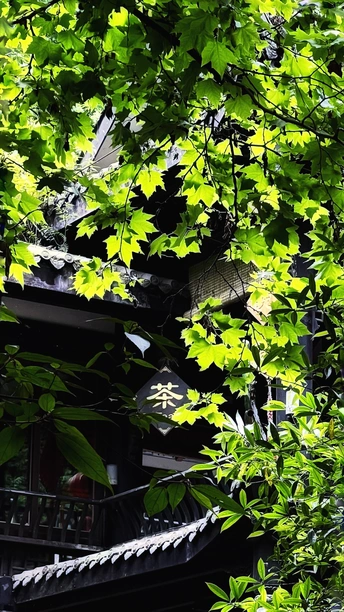 透过树叶可以看到一座建筑