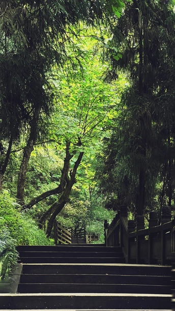 通往绿色森林中一些树木的楼梯