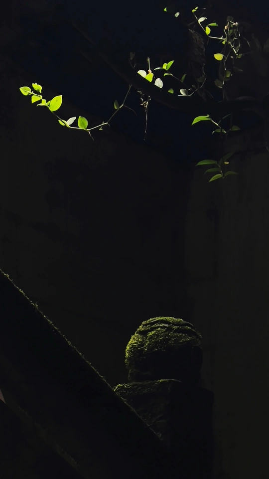 一个人坐在黑暗中被绿色植物照亮的楼梯上
