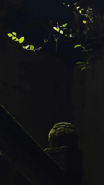 一个人坐在黑暗中被绿色植物照亮的楼梯上