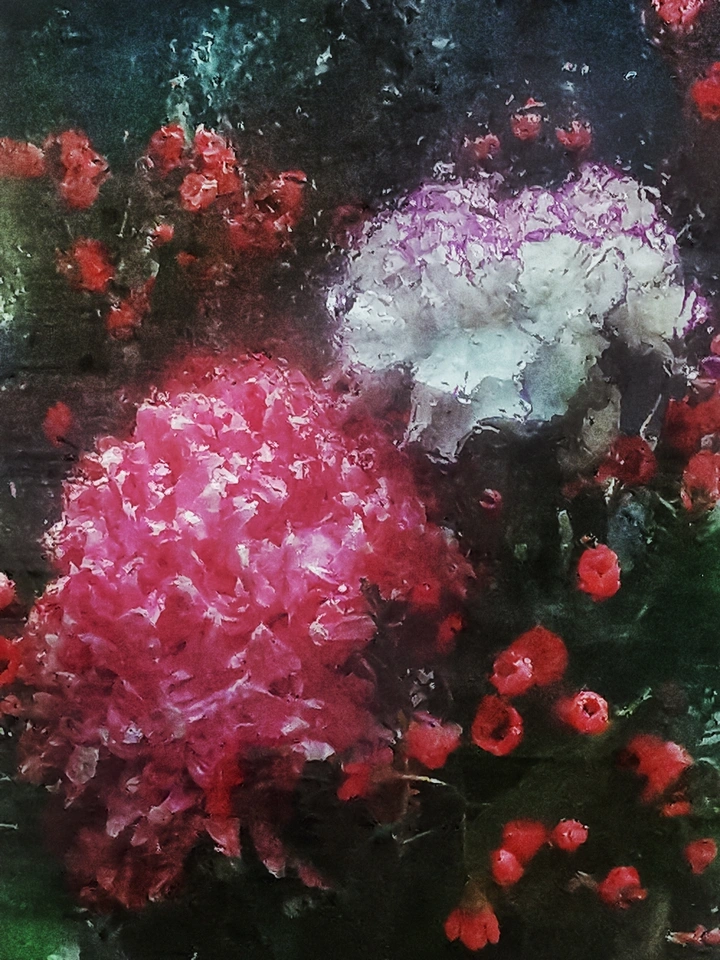 绽放
