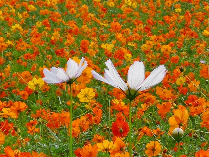 花仙子