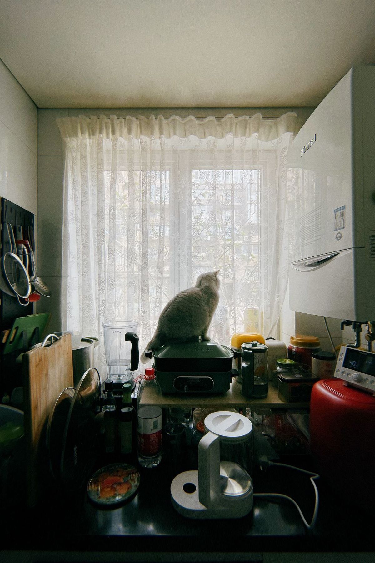 一只猫坐在厨房的桌子上 透过窗户向外看。