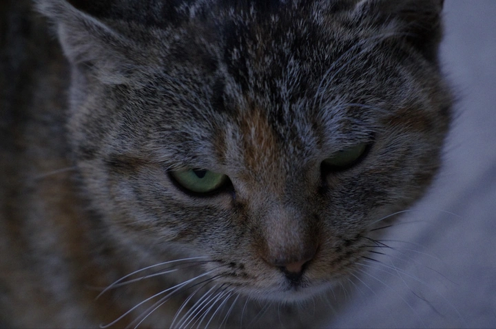 冬天的猫与公园