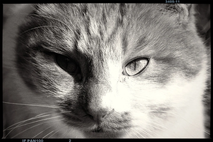 猫猫