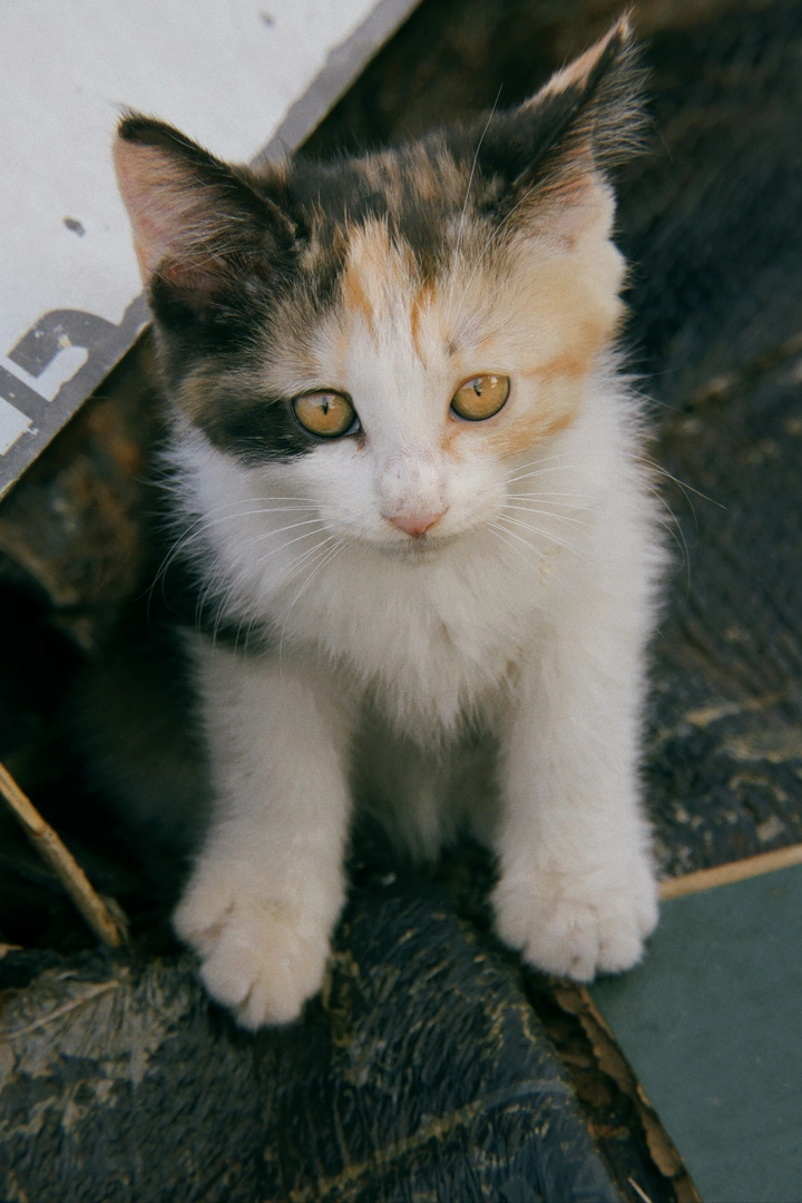 小奶猫