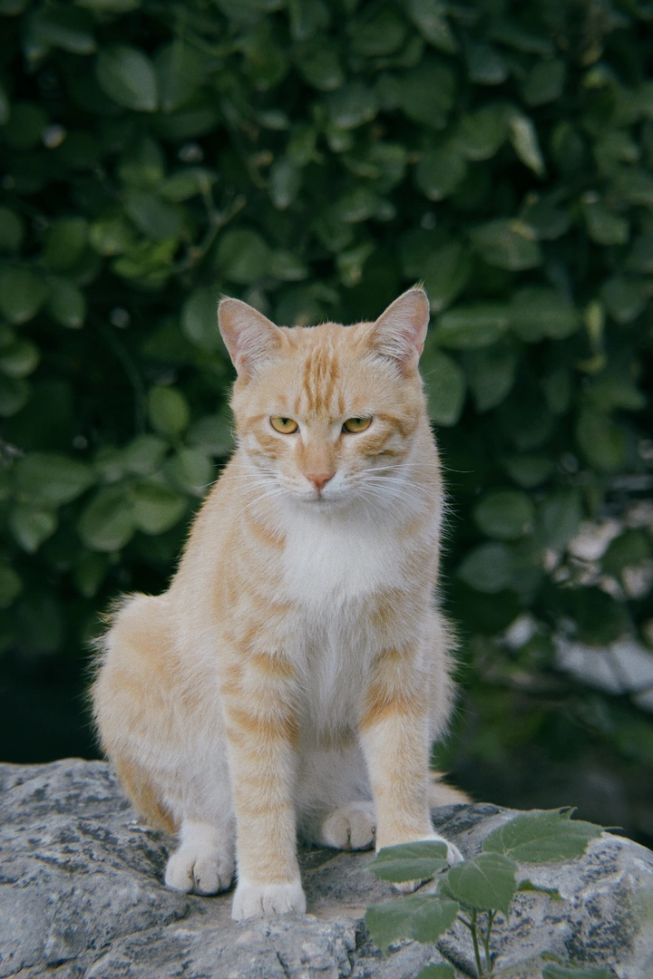 猫