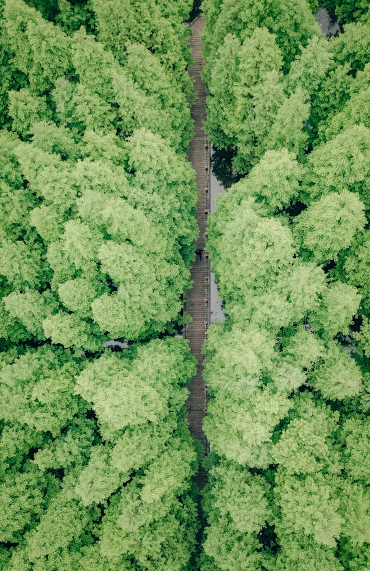 绿色森林中道路的航拍照片