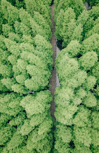 绿色森林中道路的航拍照片