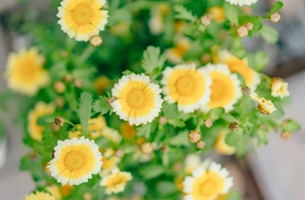 花瓶里的一束黄色和白色的花
